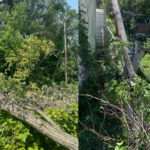 7132021_Tree Damage Examples